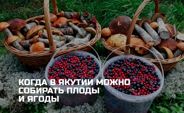 Когда в Якутии можно собирать плоды и ягоды 
