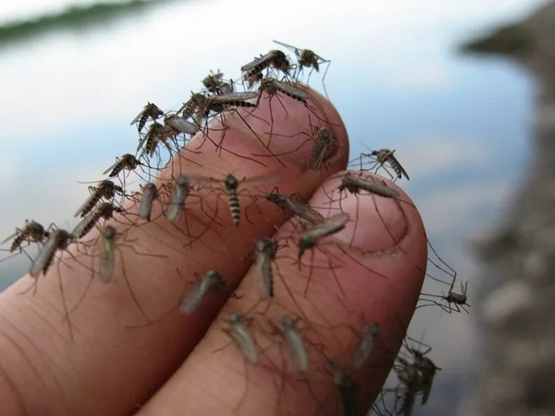 Лето без комаров: как защитить себя от укусов 